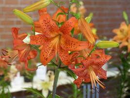 Foto: Dr. Peter Müller